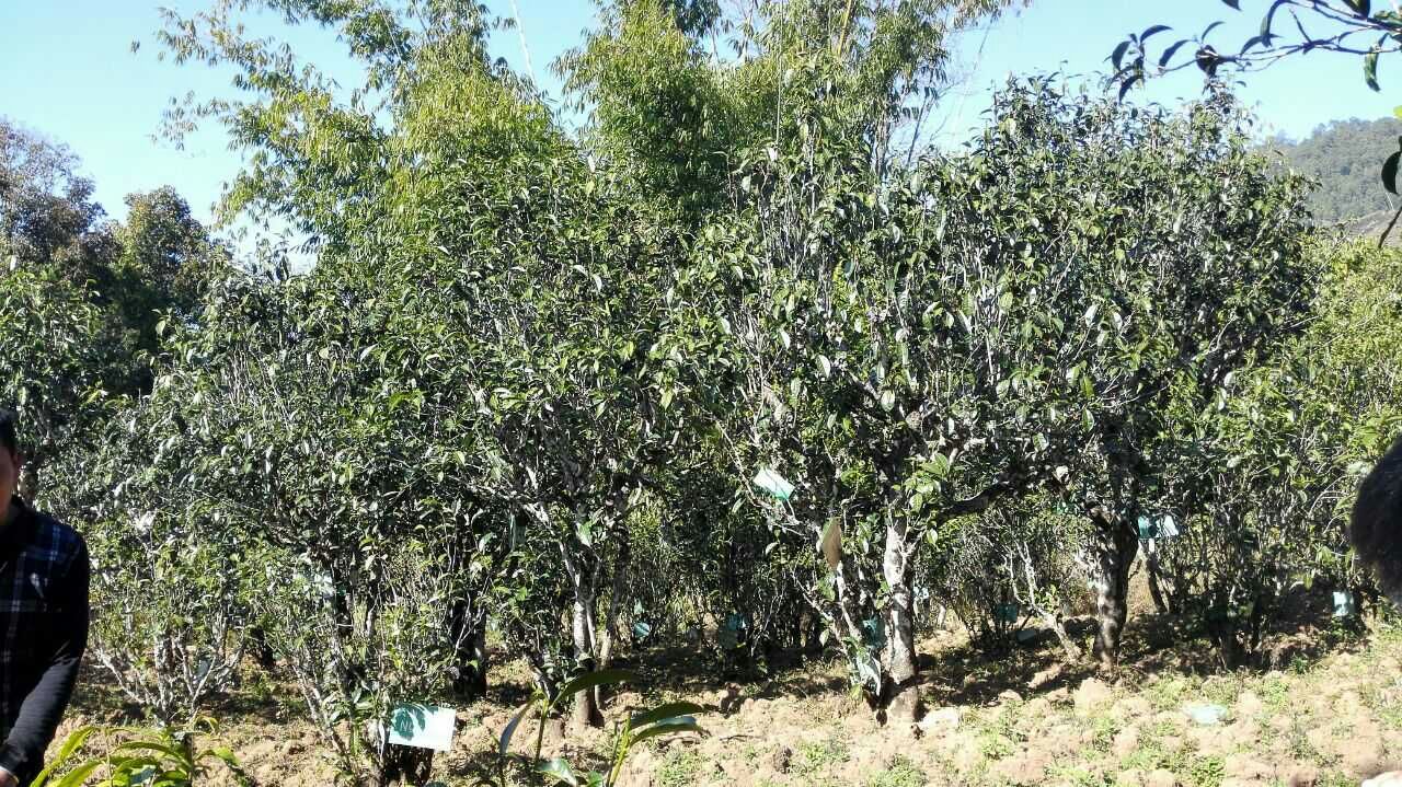 普洱茶采摘时节