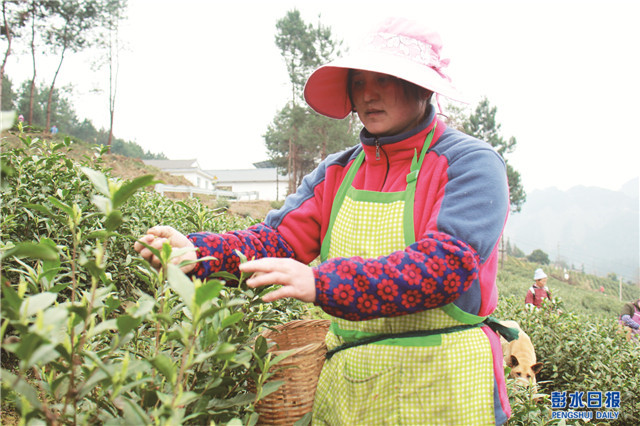 青城山茶的种植和制作