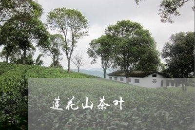 莲花茶叶价格查询