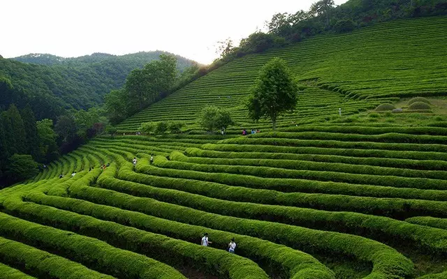 冰岛大雪山茶叶精炼厂