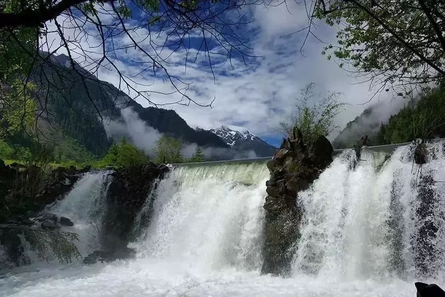 雪山老茶林冰岛