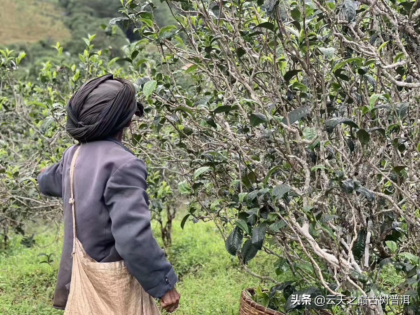 探索古树普洱茶的独特苦涩：背后的秘密与品鉴之道