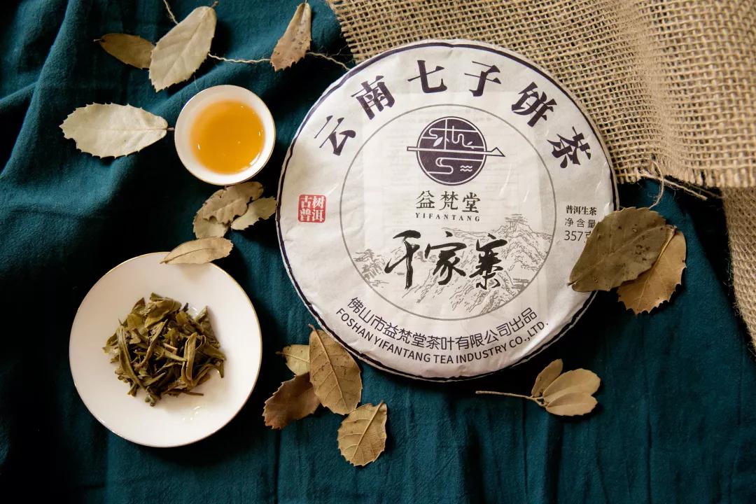 探索古树普洱茶的独特苦涩：背后的秘密与品鉴之道