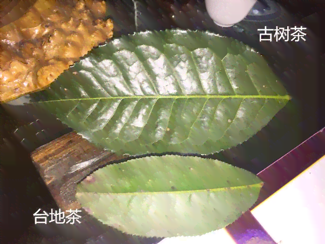 古树普洱茶叶片生长状况与品质鉴别