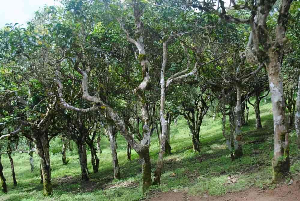 全面解析：木大树普洱茶价格与品质指南