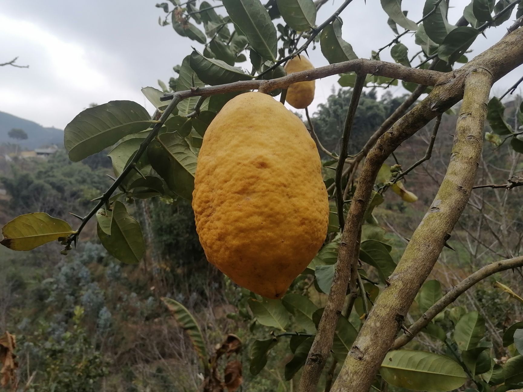 香橼泡茶的益处与正确做法