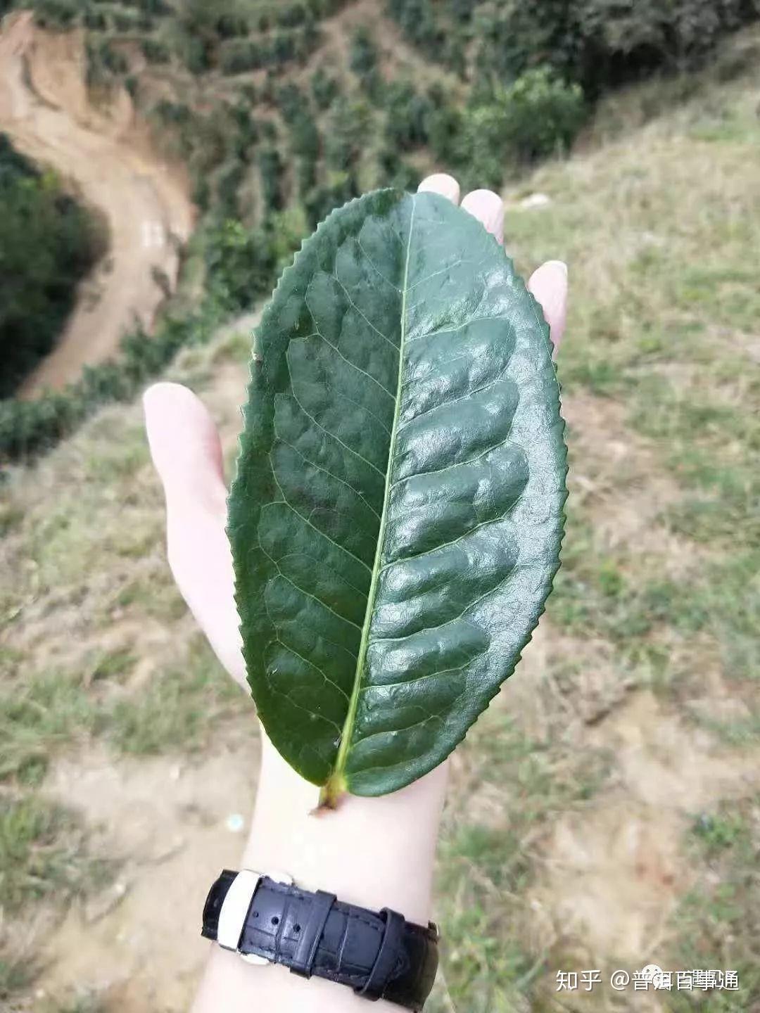 普洱茶的起源和地理背景