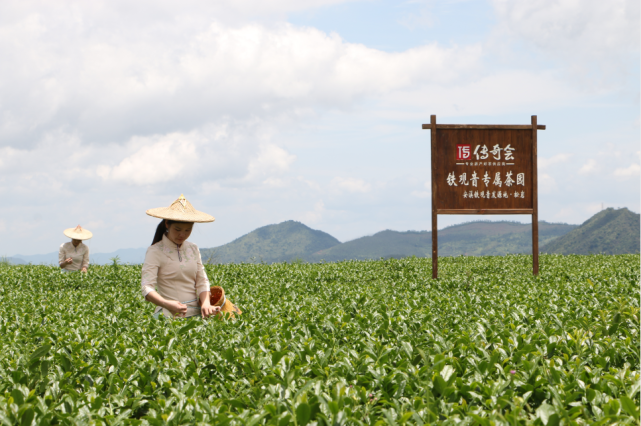 探索普洱茶与乌龙茶的健效益