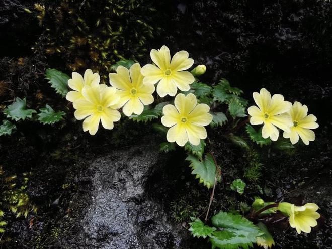 植物白玉莲的全面探索：从种植到药用价值，揭秘其神秘面纱