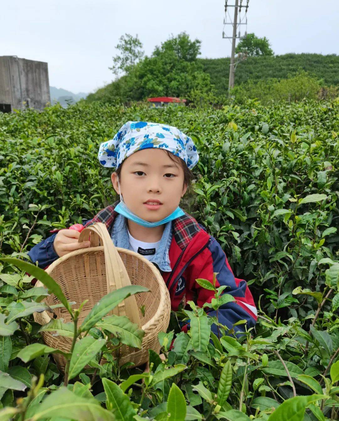 采摘新茶叶的艺术：从采摘到制作全过程的揭秘