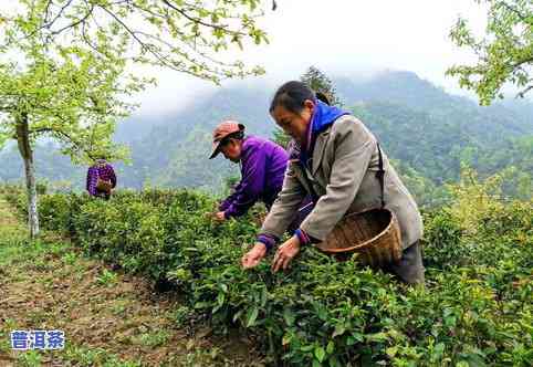 采摘新茶叶的艺术：从采摘到制作全过程的揭秘