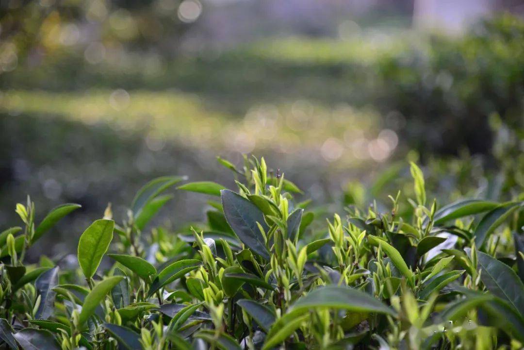 梦境中的茶树新芽——解析梦中与现实之间的茶叶奥秘