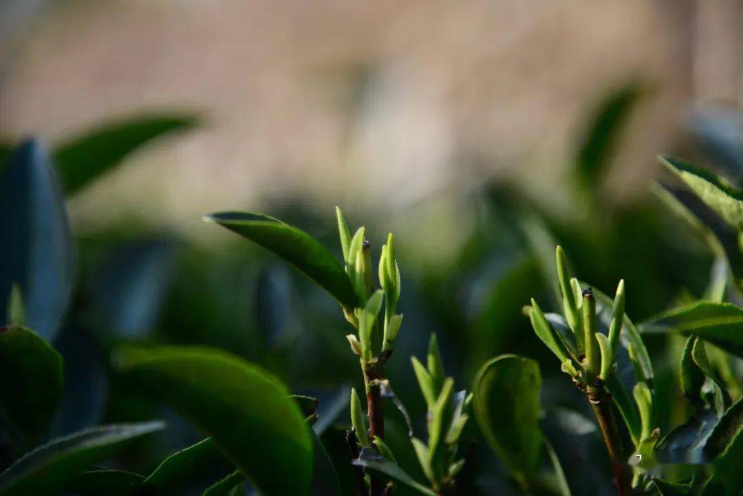 梦境中的茶树新芽——解析梦中与现实之间的茶叶奥秘