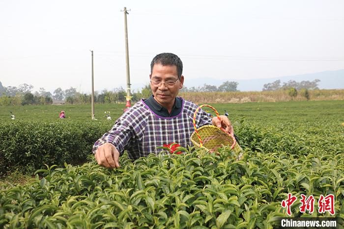 梦境中的新芽：茶叶树的繁之梦