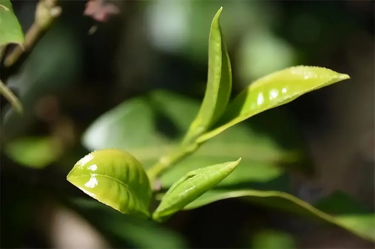 梦境中的新芽：茶叶树的繁之梦