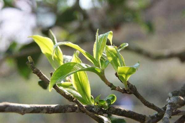 梦境中的新芽：茶叶树的繁之梦