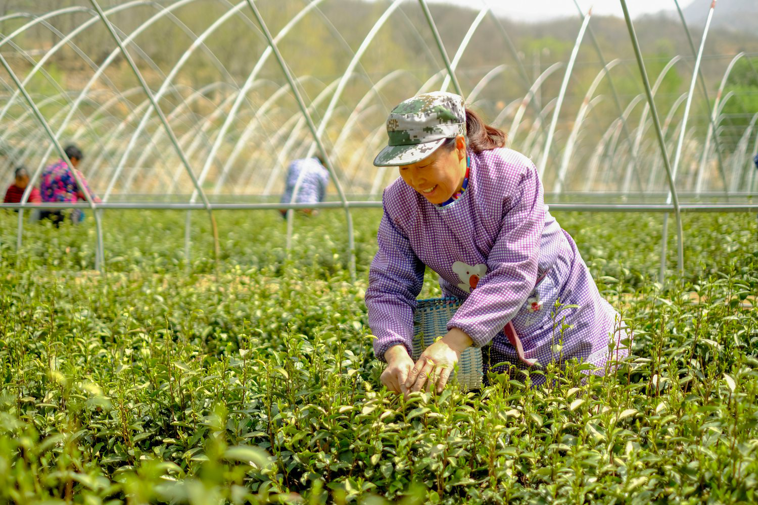 梦境解读：茶树嫩芽象征着新生和希望，探索你的潜意识世界