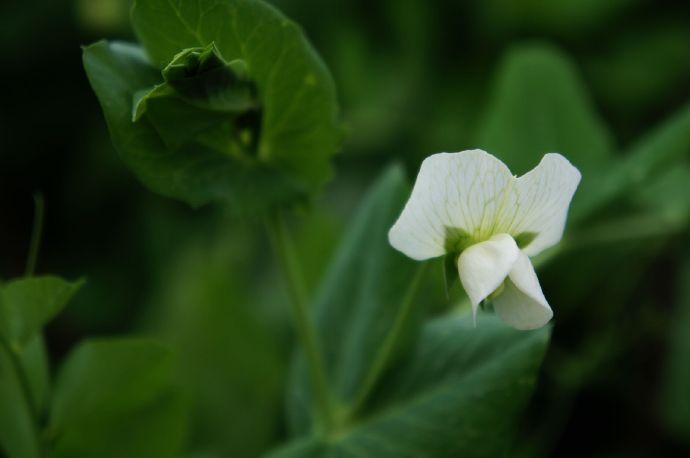 2018年普洱茶清风玉露价格及价值解析