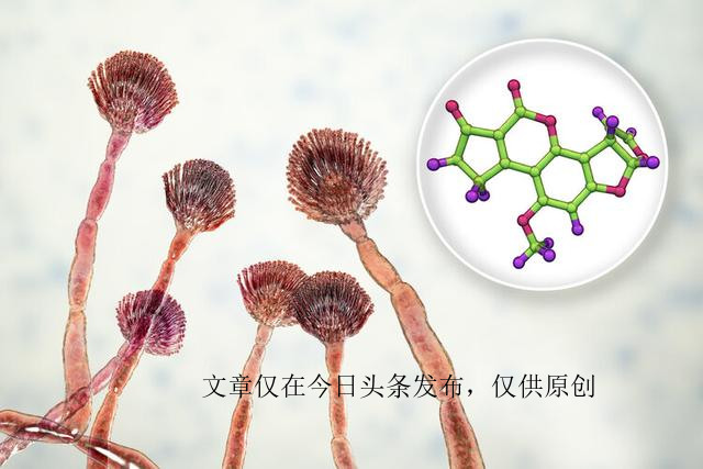 如何计算茶叶每克的价格：基础指导与实用技巧