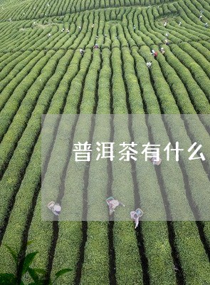 优质普洱茶的品质特点是