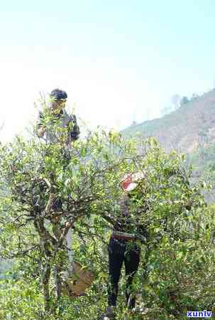 探索云南临沧珍稀古树茶：冰岛茶的历、品质与品鉴技巧