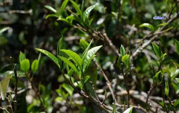 探索云南临沧珍稀古树茶：冰岛茶的历、品质与品鉴技巧