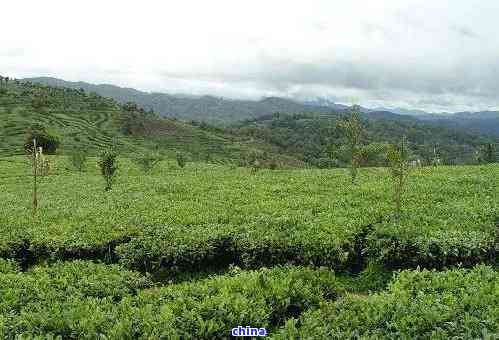 探索中国产普洱茶的知名县城：全面介绍各具特色的地方茶园