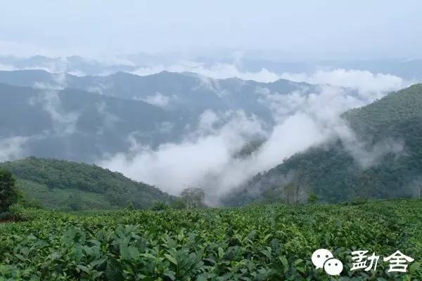 探索中国产普洱茶的知名县城：全面介绍各具特色的地方茶园