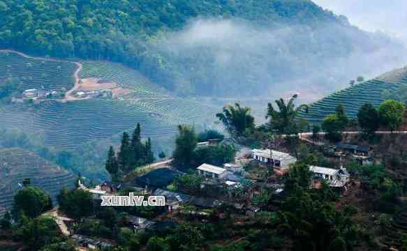 普洱茶原产地和特色介绍：深入了解普洱的茶文化与产地