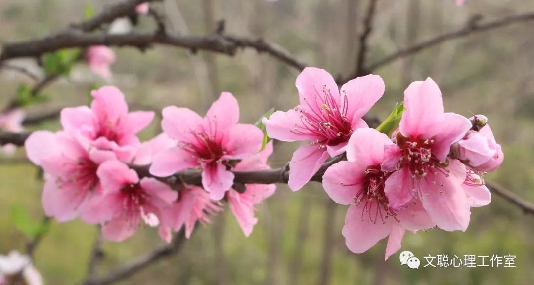 带什么形状的玉旺桃花