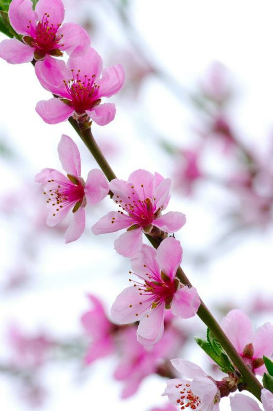 带什么形状的玉旺桃花