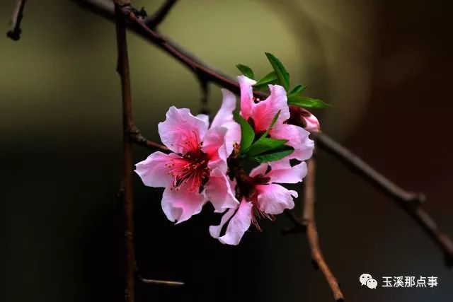 带什么形状的玉旺桃花