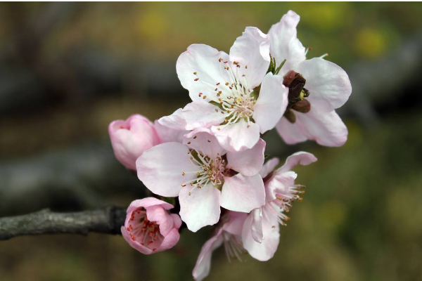 带什么形状的玉旺桃花