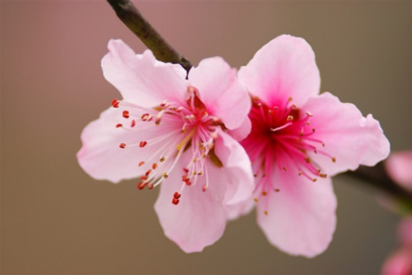 带什么形状的玉旺桃花