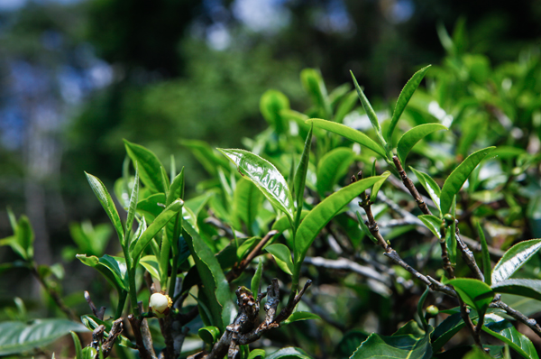 冬日暖阳下的茶香：云河普洱茶冬茶价格一览