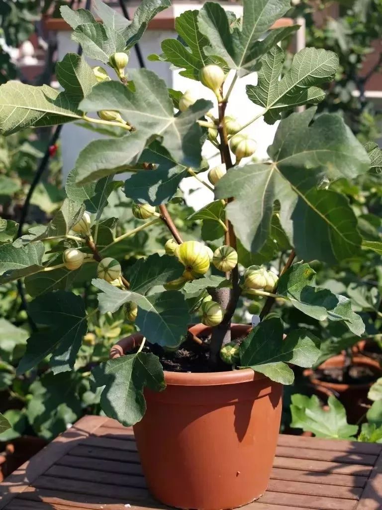 北方地区什么季节最适合种植小葱、火棘和小豆，同时适合番茄的生产。