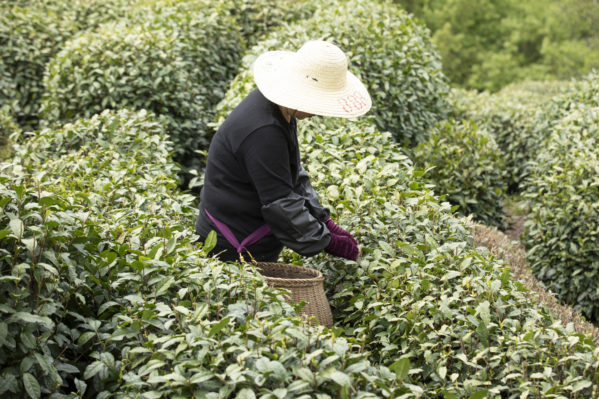 小荒田2021年古树茶最新价格行情分析