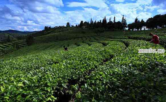 中国普洱茶博览苑：探索与发现茶文化的精髓