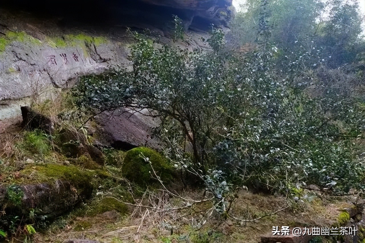 普洱茶树种植年限解析：探索影响茶树生长周期的多个因素