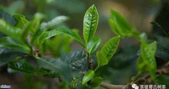 普洱茶树种植年限解析：探索影响茶树生长周期的多个因素