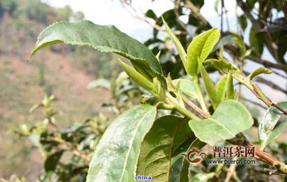 普洱茶树种植年限解析：探索影响茶树生长周期的多个因素