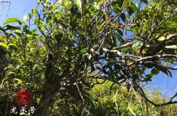 凤庆野山林古树普洱茶价格表，凤庆野生古树生茶的特点