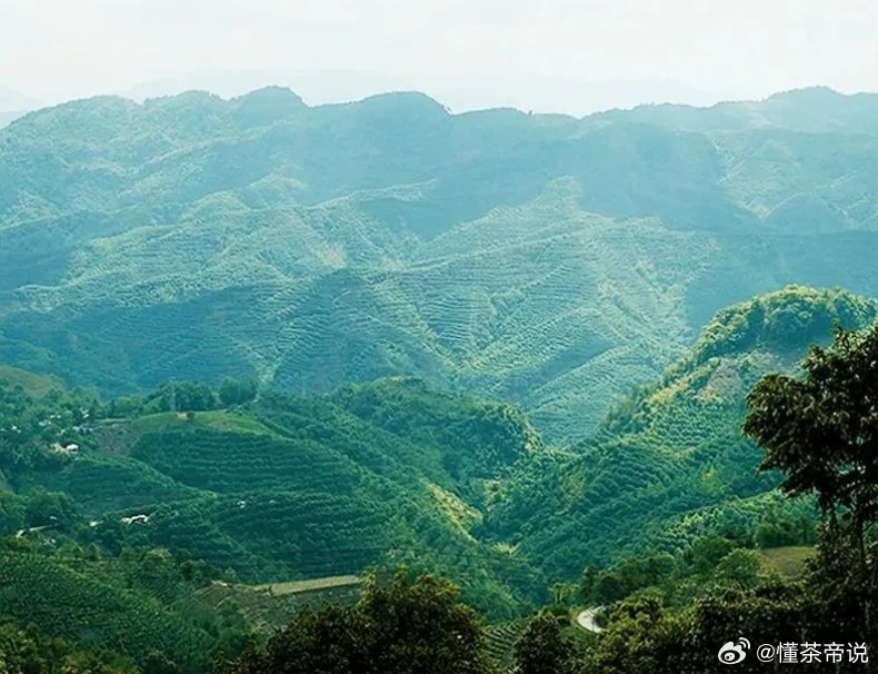 小众普洱茂兰怎么样