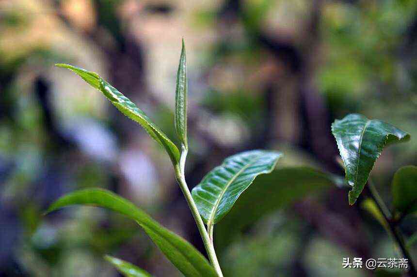 古树茶昔归的神奇效果和保健功效解析