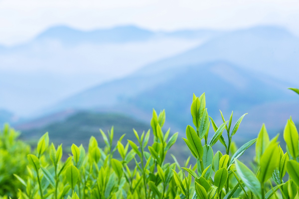 古树茶的韵味：昔归的口感与特点深度解析