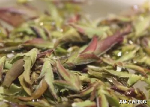 紫芽孢茶的性与健影响全面解析