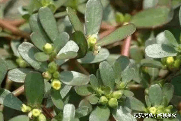 降脂降压草药新发现：楂樿的功效与益处