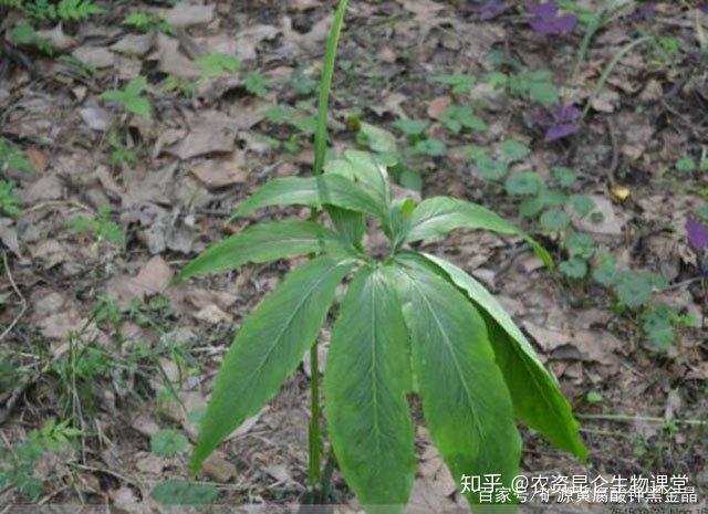 降脂降压草药新发现：楂樿的功效与益处