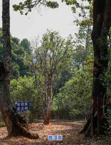 老班章寨古树茶：传承千年的茶文化瑰宝