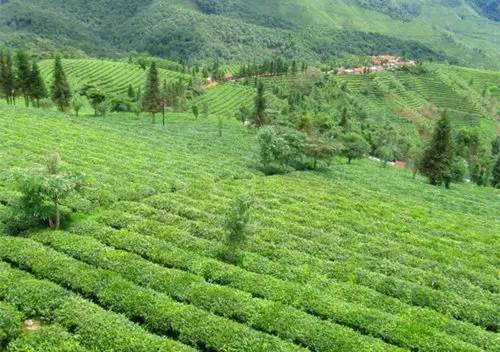 雨林普洱茶行情报价网，最新价格表查询，哪款值得收藏？